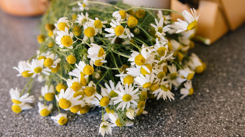 A bunch of chamomile's white flowers