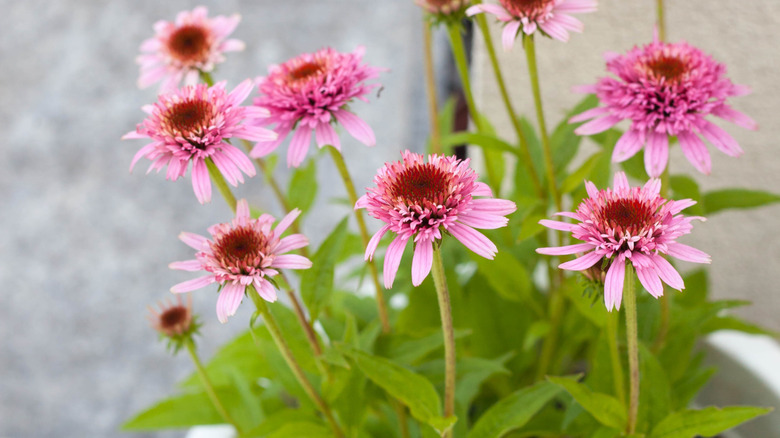 An echinacea pant with pink blooms