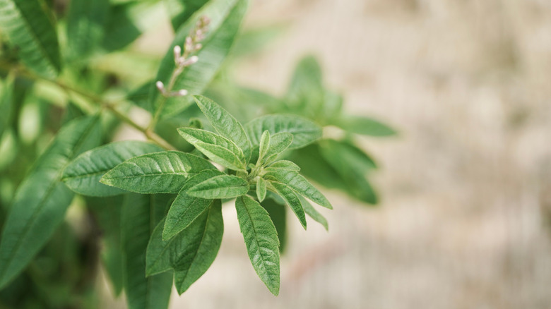 An up close view of lemon verbena leaves