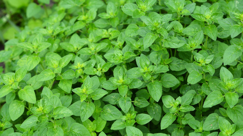 An up close view of bright green oregano plants