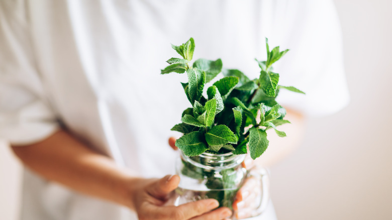 Hands holding peppermint in glass of water