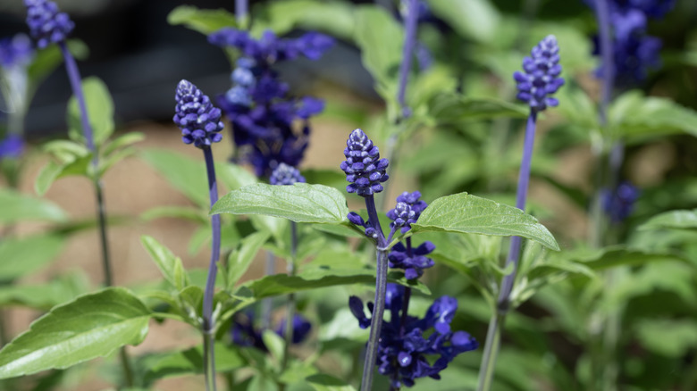 An up close view of purple salvia blooms