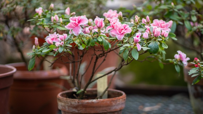 A pink azalea bush growing in terra cotta pot