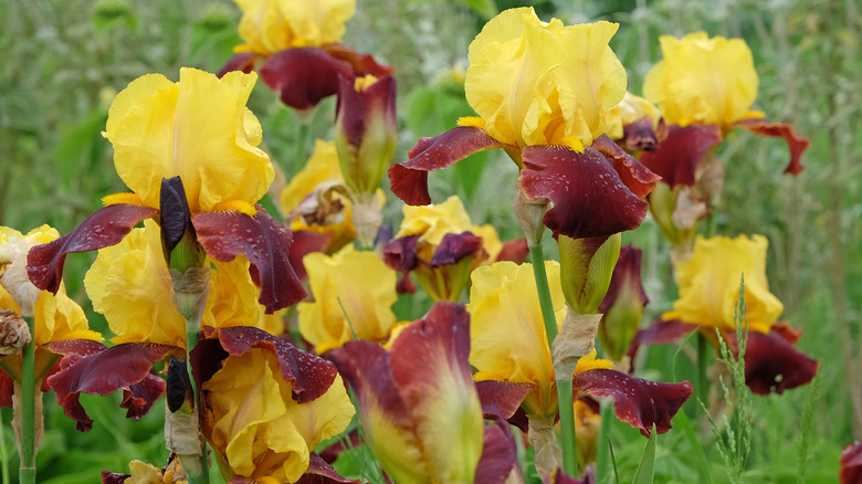 Close-up of yellow and red bearded iris flowers