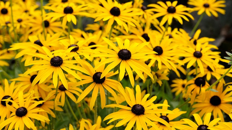 Close-up of many black-eyed Susan flowers