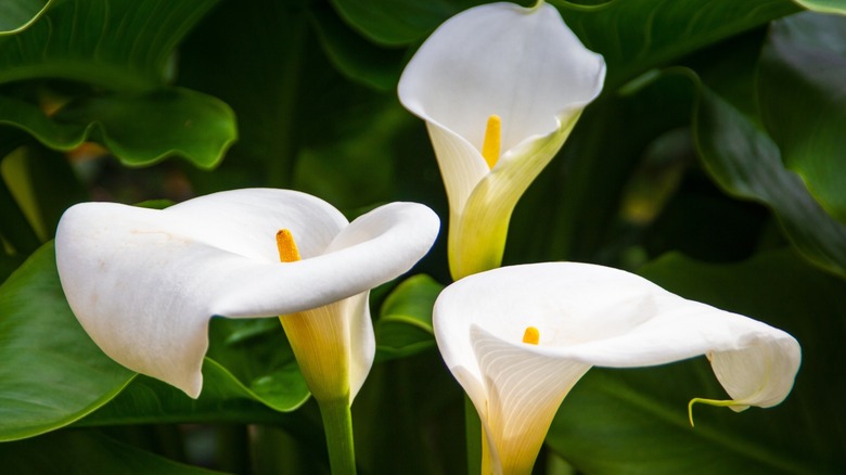 Close-up of of three calla lily flowers