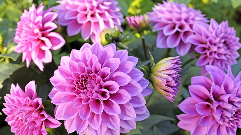 Close-up of many pinkish purple dahlias