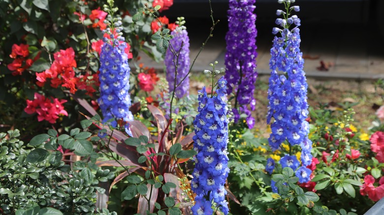 Several purple and blue delphiniums in a flower bed