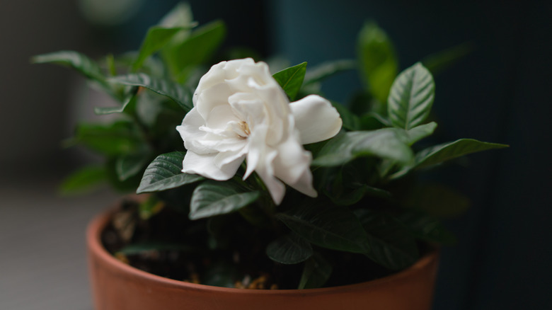 Close-up of a single white gardenia flower on a plant in a pot