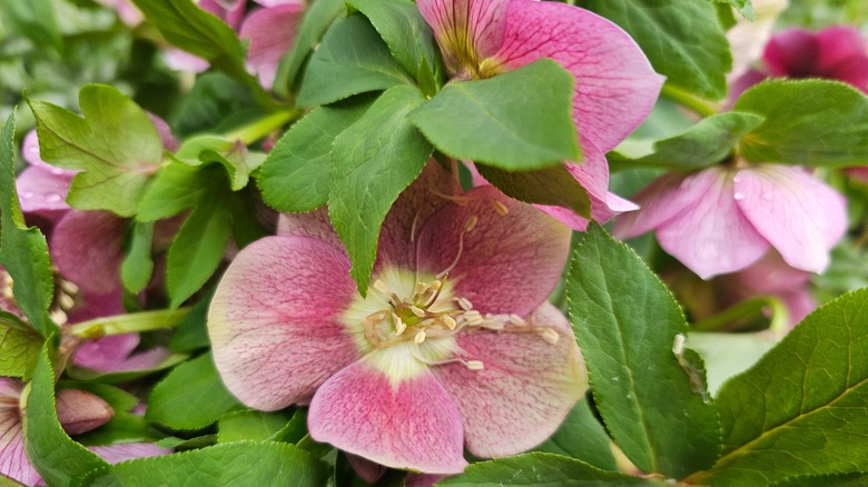 Close-up of pink hellebore flowers and green leaves