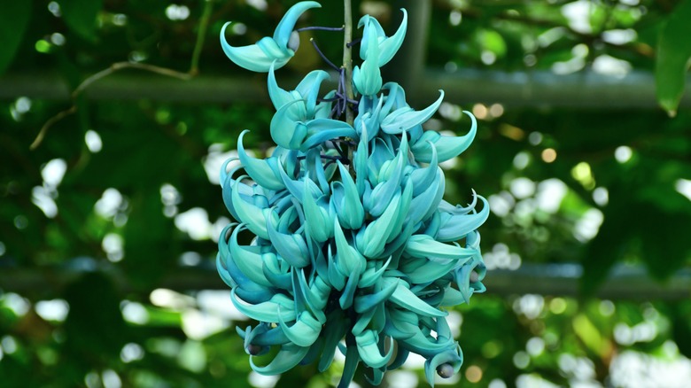 Close-up of jade vine flowers outside