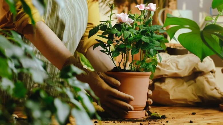 Gloved hands holding a potted pink miniature rose