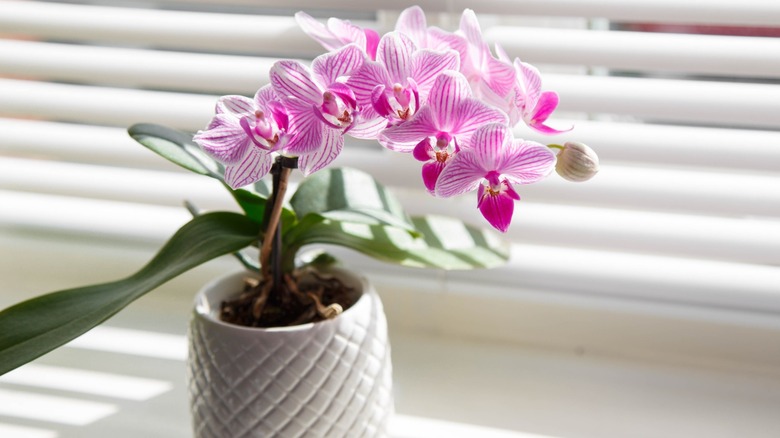 A potted pink and white flowered orchid by a window