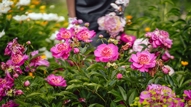 Several pink pink peonies growing in a garden