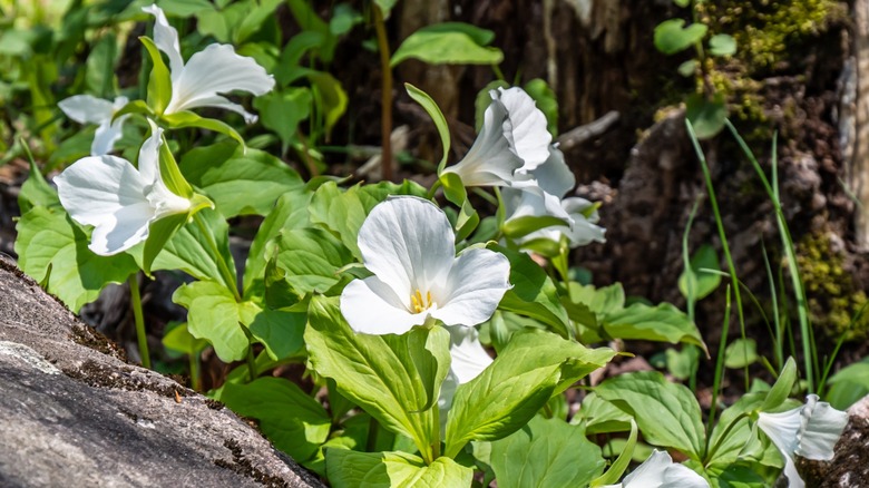 Many white trillium flowers near woods and rocks
