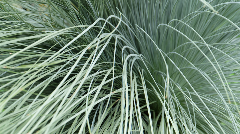 A clump of blue oat grass, with narrow blue-green foliage