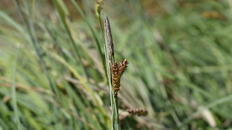 A close-up on a single, brown seed head on a 'Blue Zinger' plant
