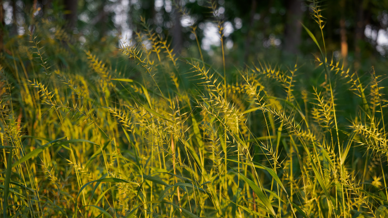 Close-up of bottlebrush grass with spiky yellow seed heads