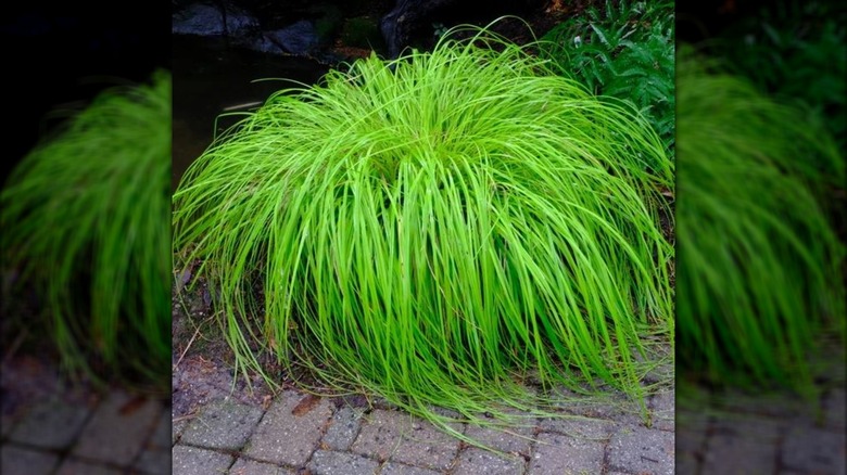 'Everillo' sedge growing in shade, with shaggy, vivid green blades of foliage