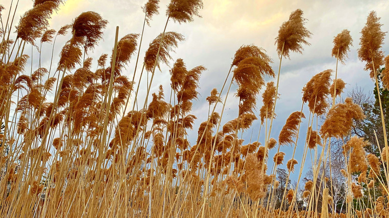 Feather reed grass with tall, golden feathery plumes in the fall