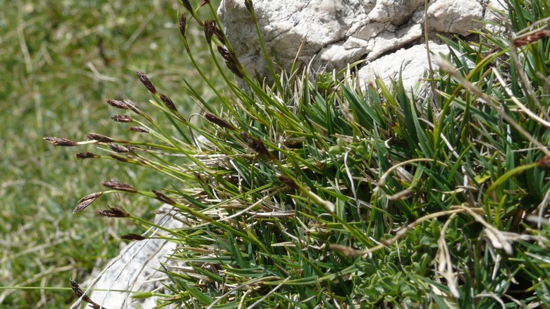 A clump of glaucous sedge with brown seed heads growing next to a rosk
