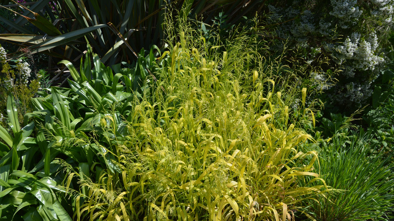 Bright yellow-green Milium effusum 'Aureum' growing in a garden among other plants