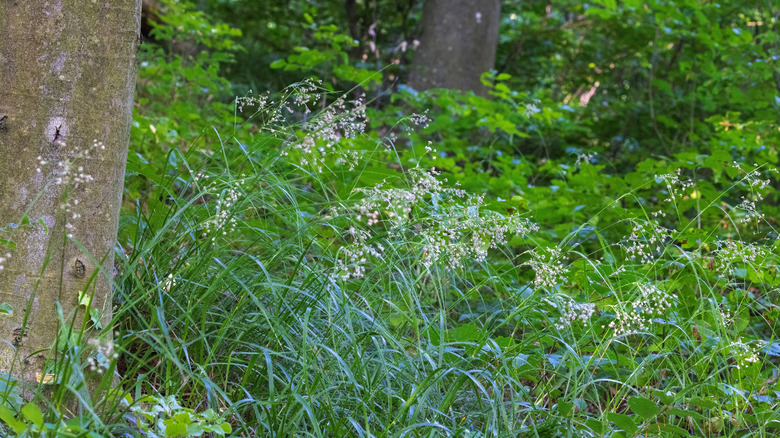 Greater wood rush growing under a tree, with small white flowers