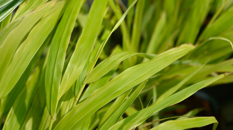 A close-up of hakone grass's bright, yellowish foliage