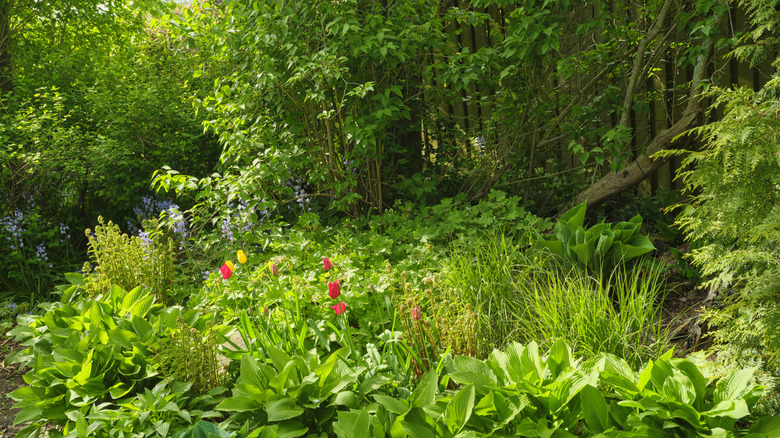 A shaded garden accented with ornamental grasses and flowering specimens