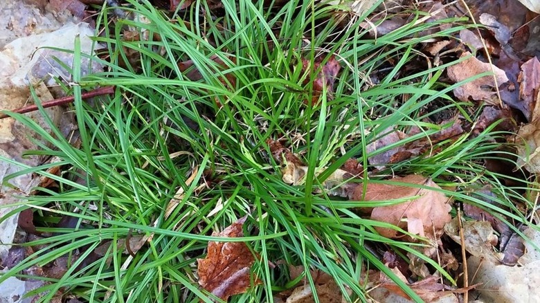 A bright green clump of long-stalked sedge growing amidst leaf litter
