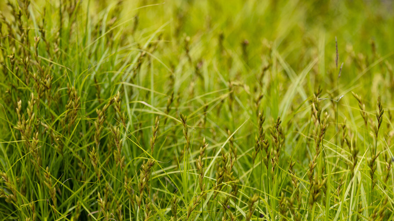 Palm sedge's light green foliage and brown seed heads