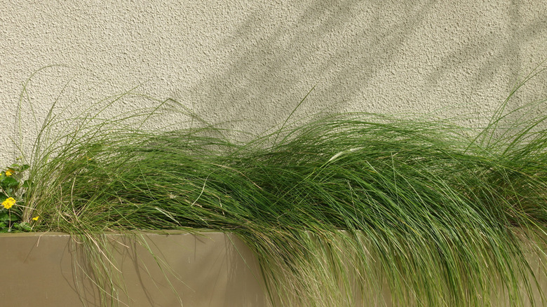 Pennsylvania sedge growing in arched, shaggy clumps in a container