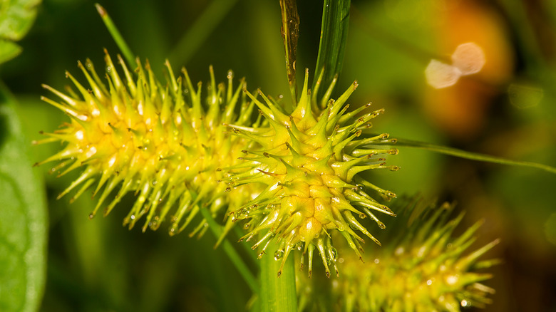 Porcupine sedge seed heads, which are spiky and bright yellow