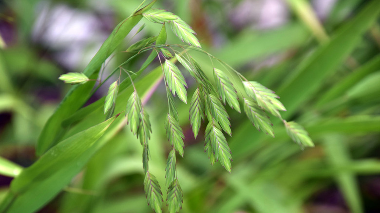 The feathery seed heads of a river oats plant