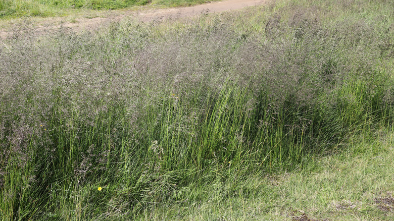 Tufted hair grass growing in a field with purple flowers