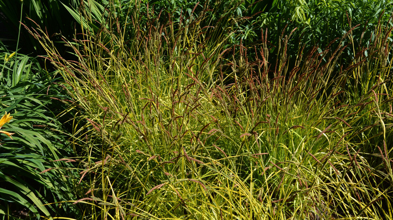 Tufted sedge growing in a sunny spot in a garden with brown seed heads
