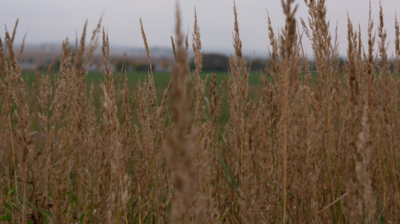 A stand of yellow Indiangrass in front of a field, with golden stems and feathery seed heads
