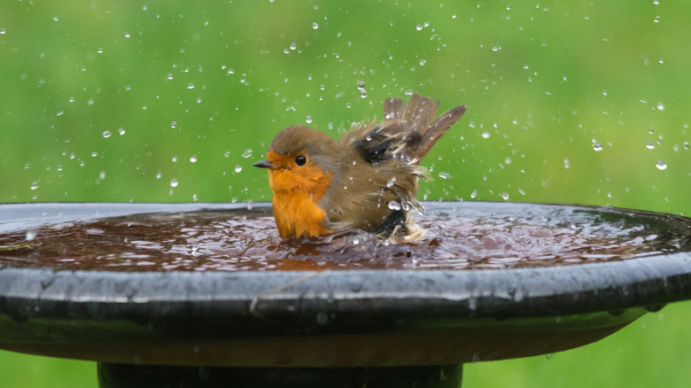 a small bird splashing in a bird bath
