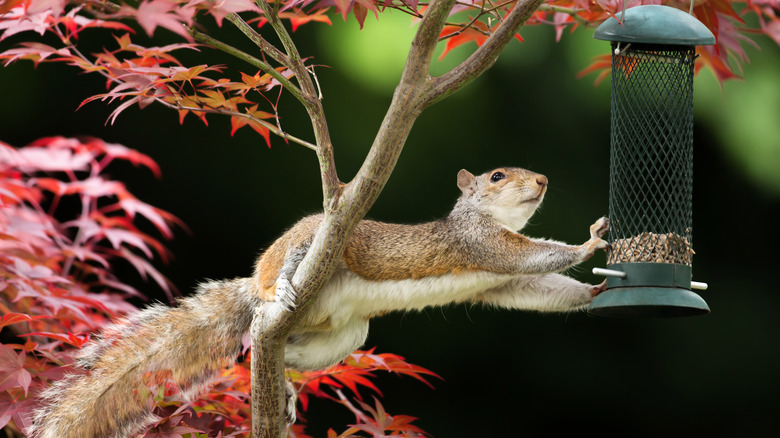 squirrel grabbing a bird feeder