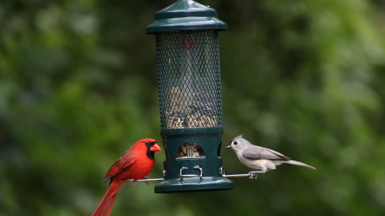 two birds at bird feeder
