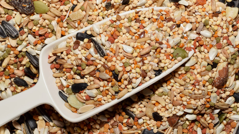 a scoop in a pile of birdseed