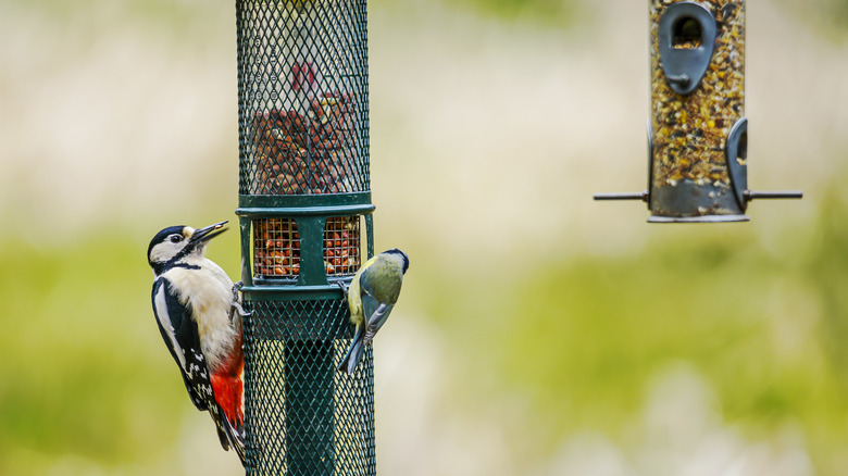 two feeders with two birds