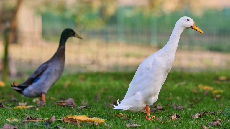 Two Indian Runner ducks