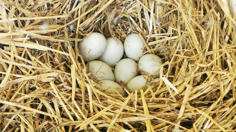 Indian runner duck eggs 