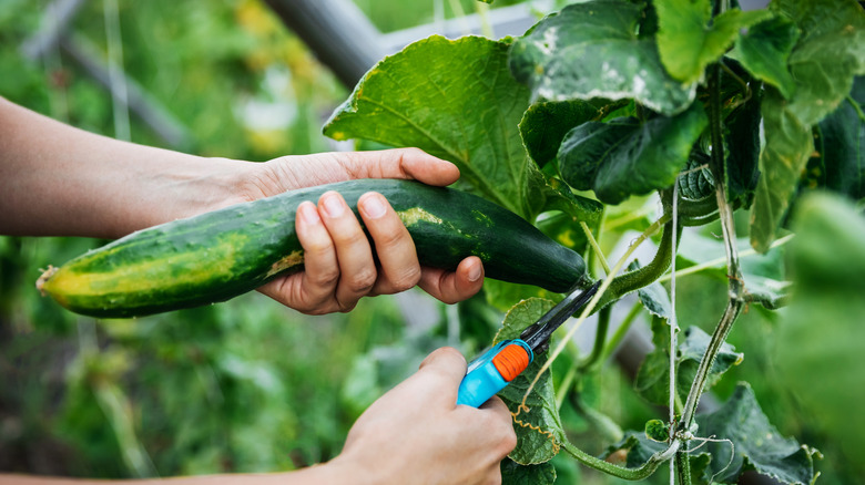 Hand harvesting cucumber from garden