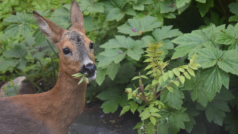 deer in the garden