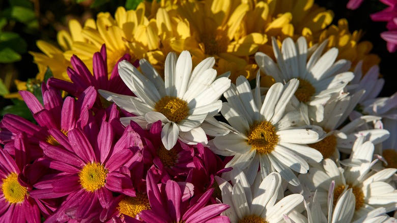 bouquet of flowers