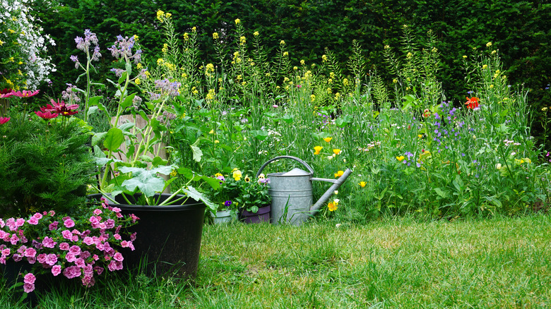 watering can and wildflower garden