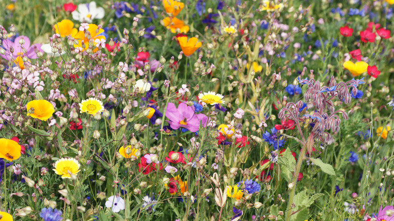 wildflower meadow