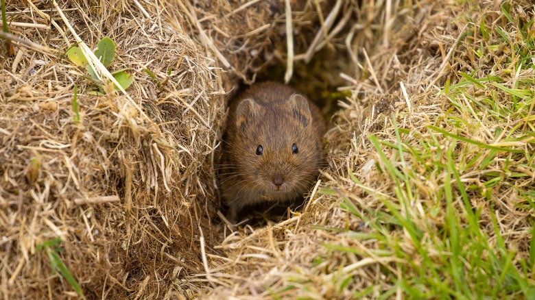 vole sitting in its tunnel